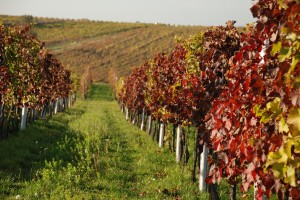 25-vinice-podzim